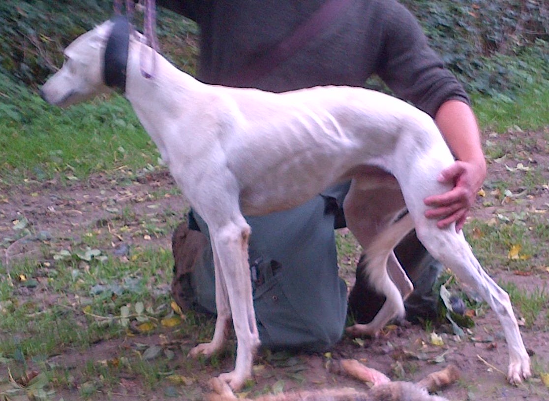 Coursing Dogs For Sale Uk Coursing Dogs For Sale Uk