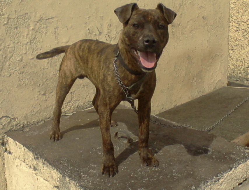 brindle patterdale terrier