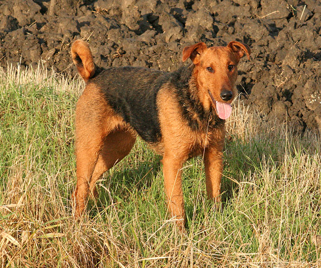 redline airedale