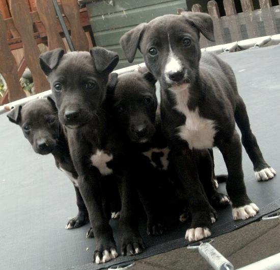 Saluki shop greyhound puppies