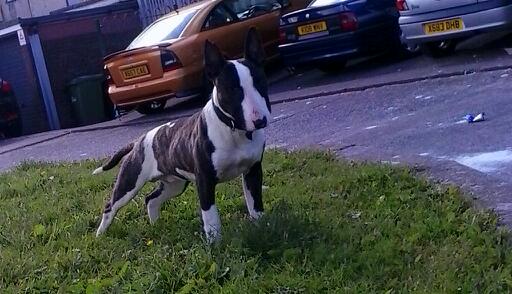 Lyndon ingles bull store terrier