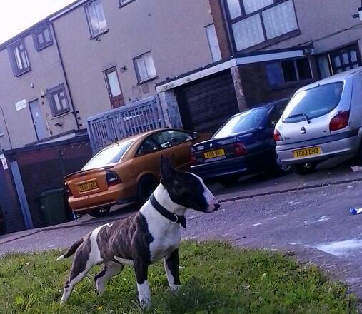 Lyndon ingles bull sales terrier