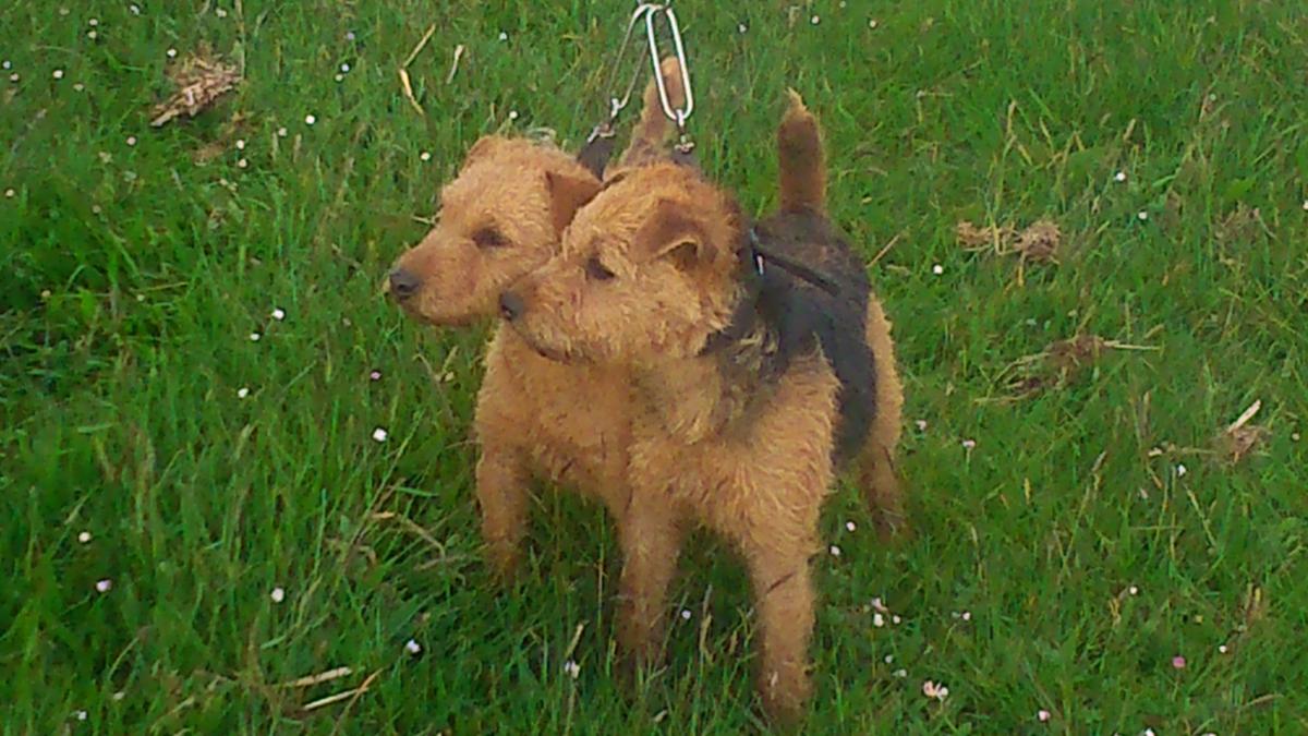 Middleton Lines lakeland Terriers Earthdogs Working