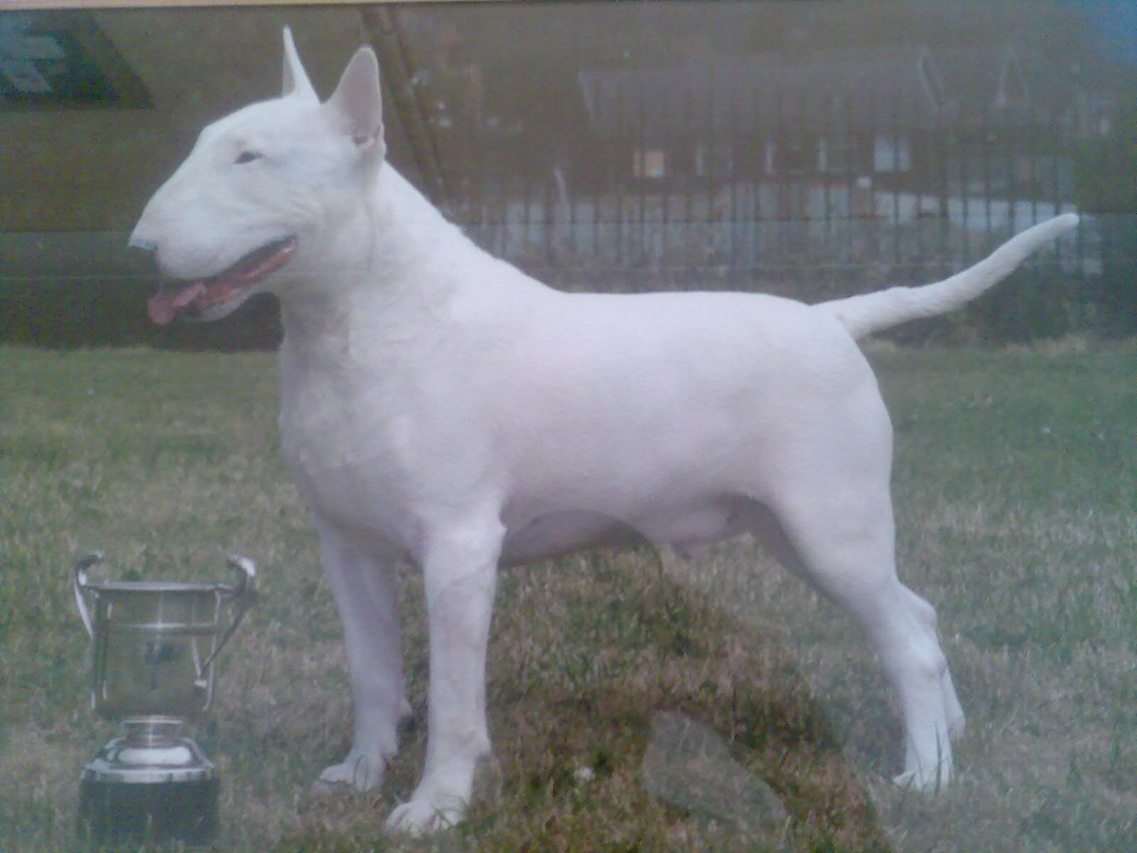 York hotsell bull terriers