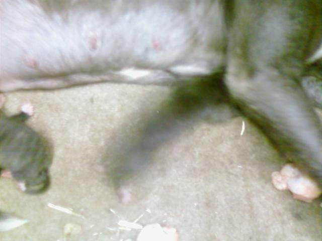 post-12198-1213830268_thumb.jpg