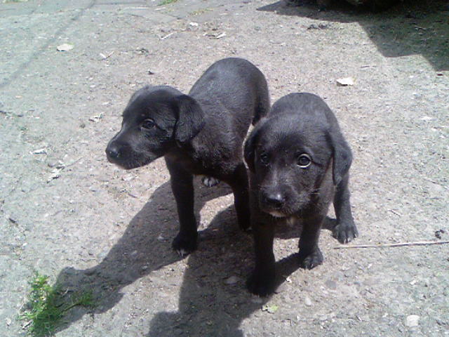 1st cross Bedlington Whippets puppies Optics and Night Vision