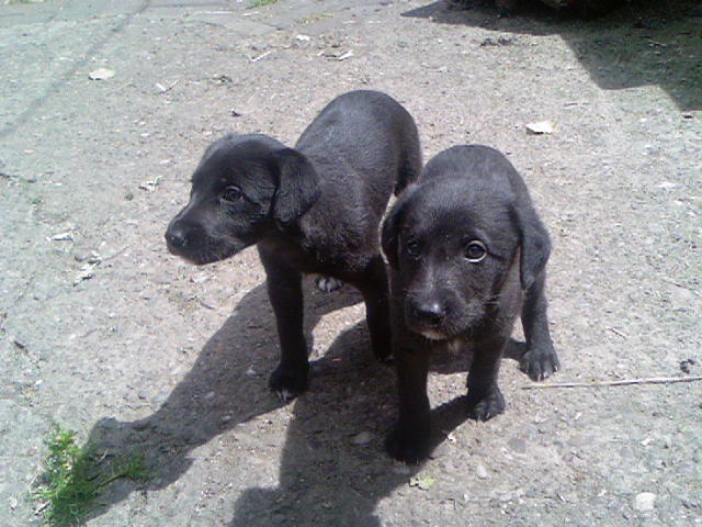 bedlington whippet rescue dogs