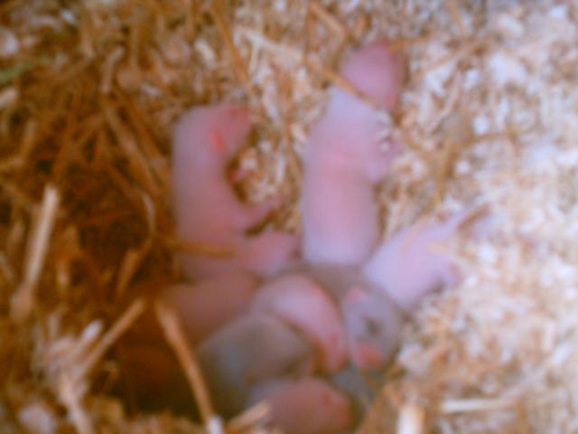 post-8371-1212567412_thumb.jpg