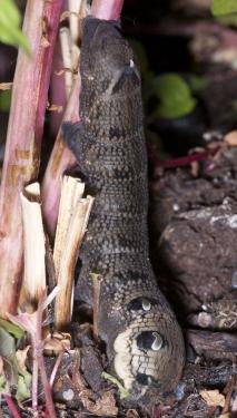 post-16-050475700 1277921873_thumb.jpg