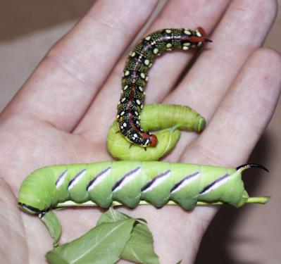 post-16-086820600 1277921899_thumb.jpg