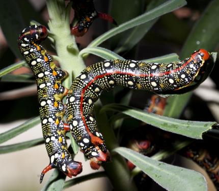 post-16-093947300 1277921887_thumb.jpg