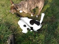 post-26552-084289500 1277632683_thumb.jpg