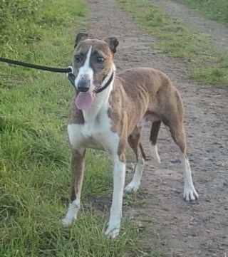 Bull sales terrier lurcher