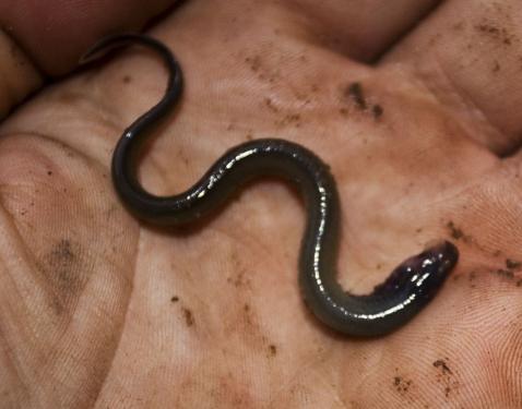 post-16-031191800 1280098375_thumb.jpg