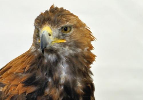 post-17796-022162600 1280339764_thumb.jpg