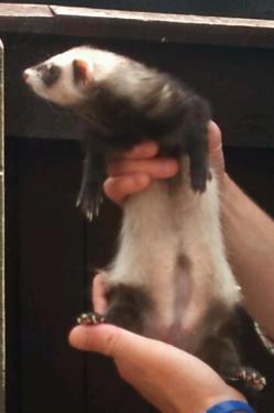 post-18045-077103800 1278773397_thumb.jpg