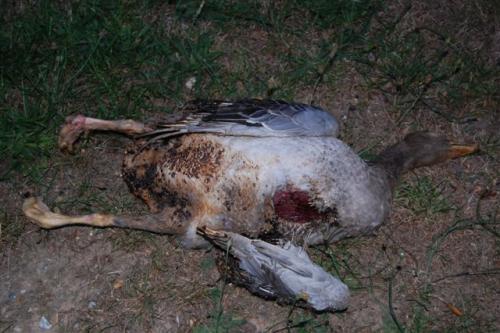 post-251-058789000 1279805914_thumb.jpg