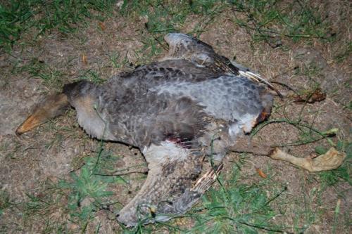 post-251-083540800 1279805952_thumb.jpg