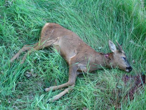 post-29-077342800 1279460167_thumb.jpg