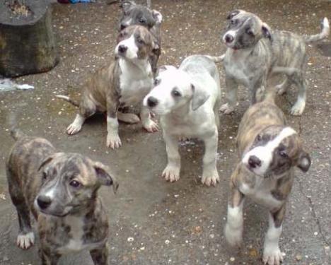 post-41377-021175100 1280349955_thumb.jpg