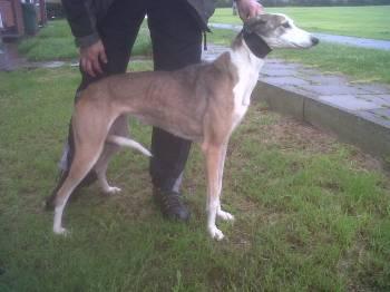 Saluki Whippet Gray Lurchers Running Dogs The Hunting Life