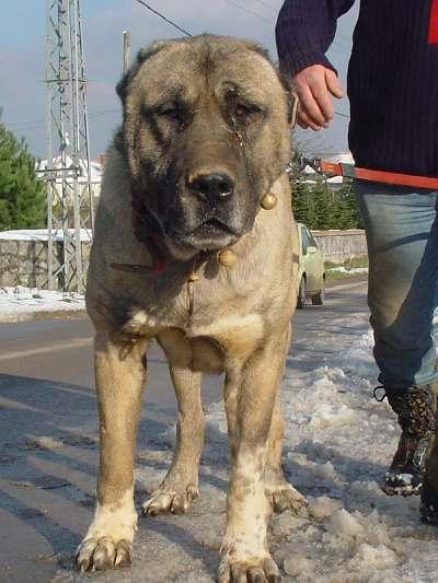 turkish boz shepherd