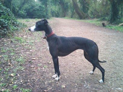Laguna whippet hotsell