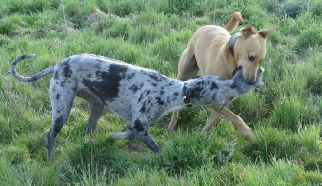 Merle whippet deals