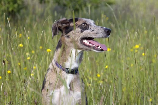 Blue top merle whippet