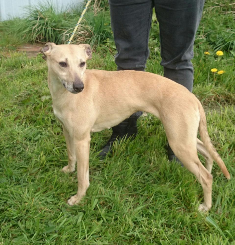 border terrier lurcher cross