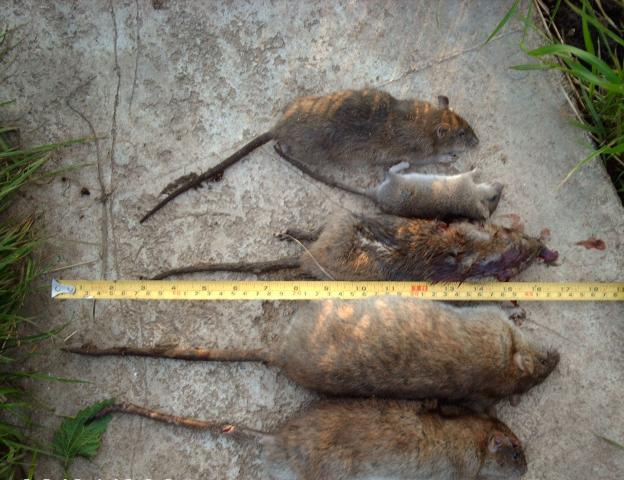 post-17062-1219260829_thumb.jpg