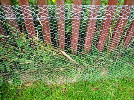 Ferret proof fence hotsell