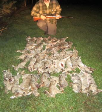 lamped-rabbits.jpg