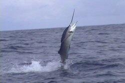 post-17284-033623000 1281859938_thumb.jpg