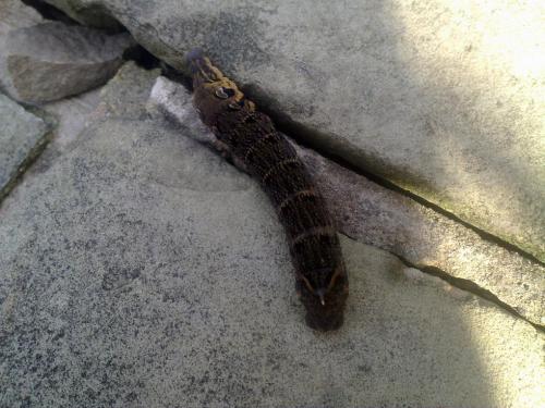 post-17284-034772700 1282053230_thumb.jpg