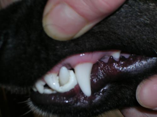 post-45610-057624400 1281296241_thumb.jpg