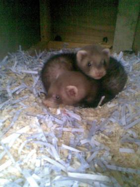 post-50991-085839200 1281639771_thumb.jpg