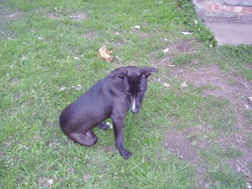 post-51717-058775100 1280669077_thumb.jpg