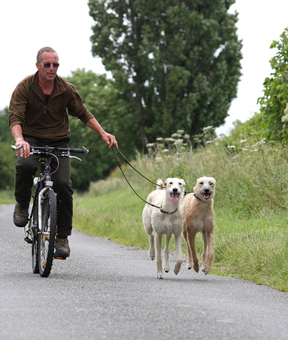 how much exercise does a lurcher need everyday