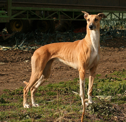 how much exercise does a lurcher need everyday