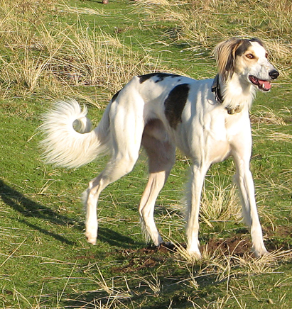 how much exercise does a lurcher need everyday