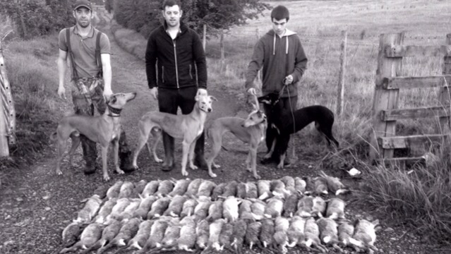 Minshaw lurchers sales