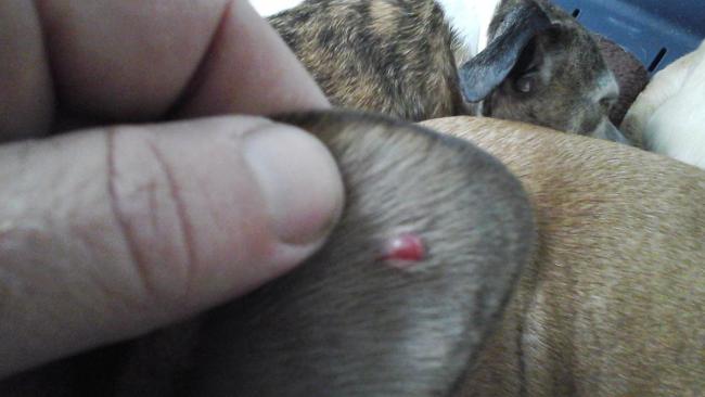 post-59809-0-78733700-1439366377_thumb.jpg