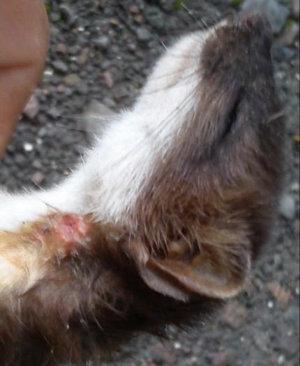 post-87001-0-11017000-1439188837_thumb.jpg