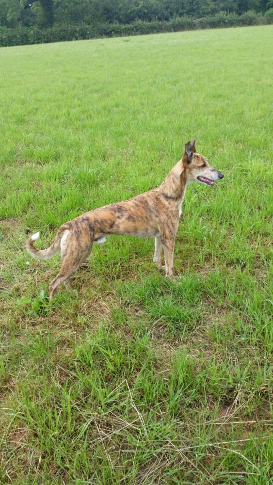 whippet cross kelpie for sale