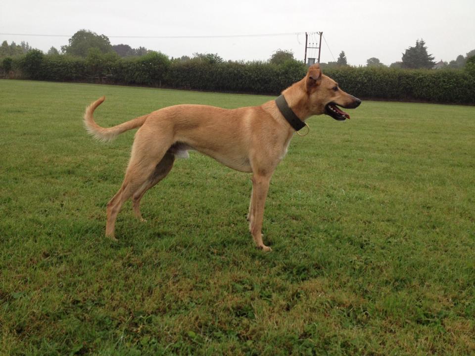 Kelpie lurcher store