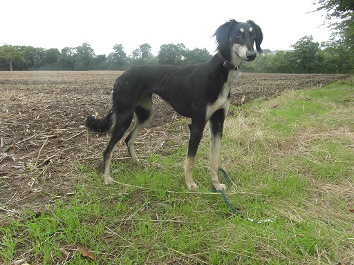 pure saluki