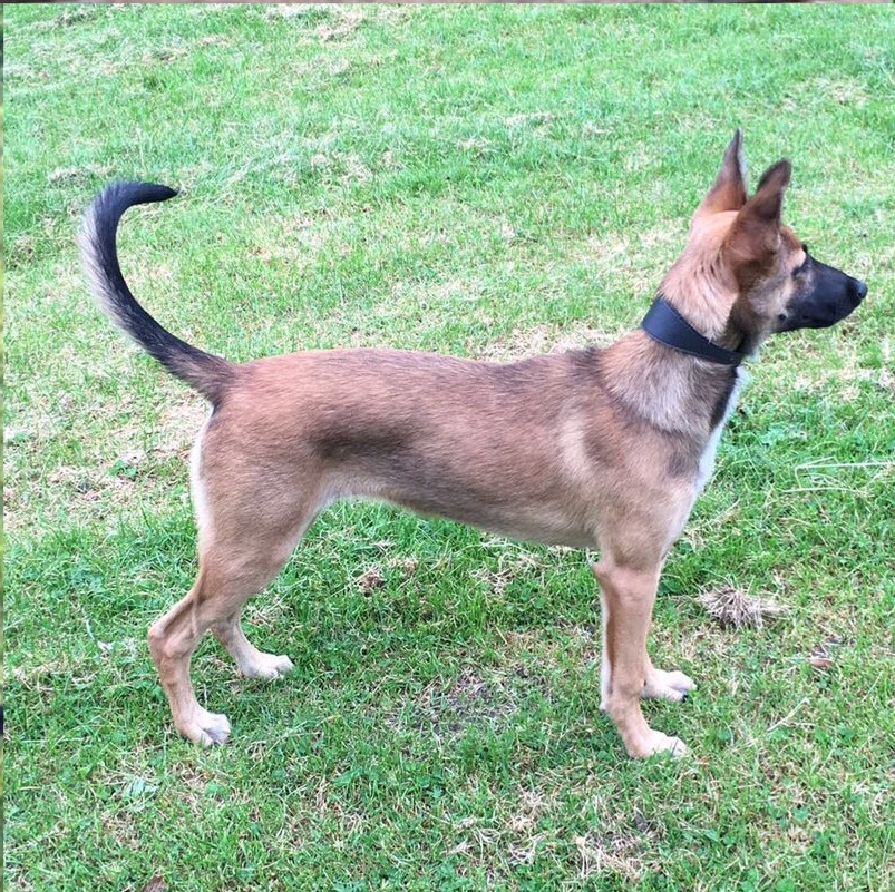 malinois lurcher