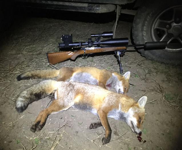fox8.jpg