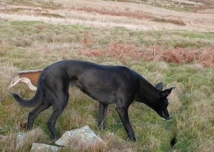 Malinois shop x greyhound